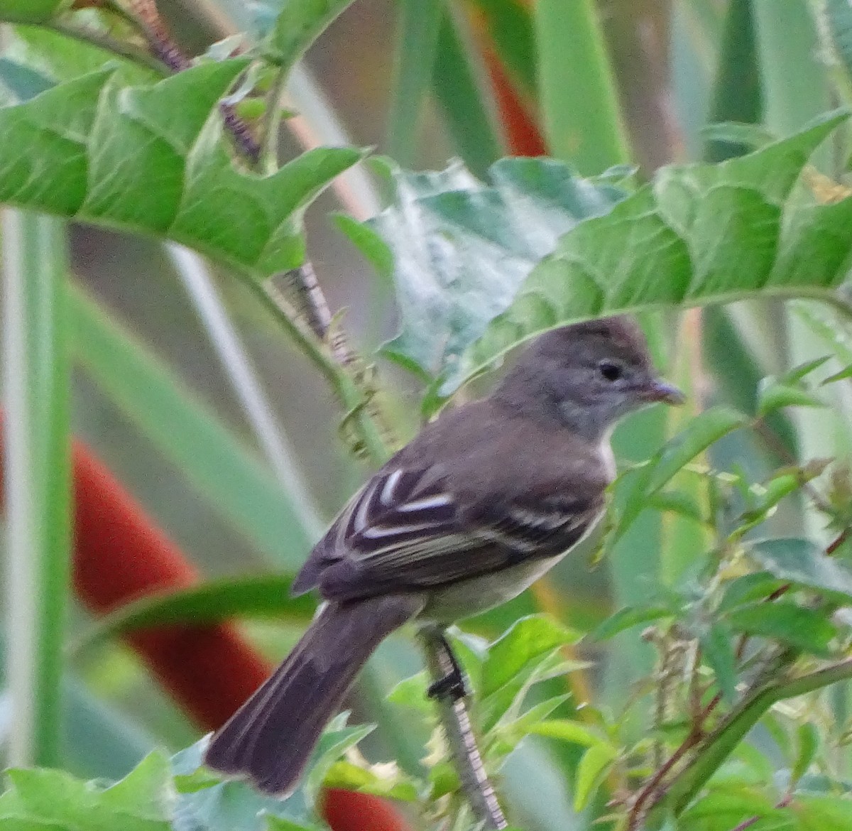 Желтобрюхая эления - ML646256062