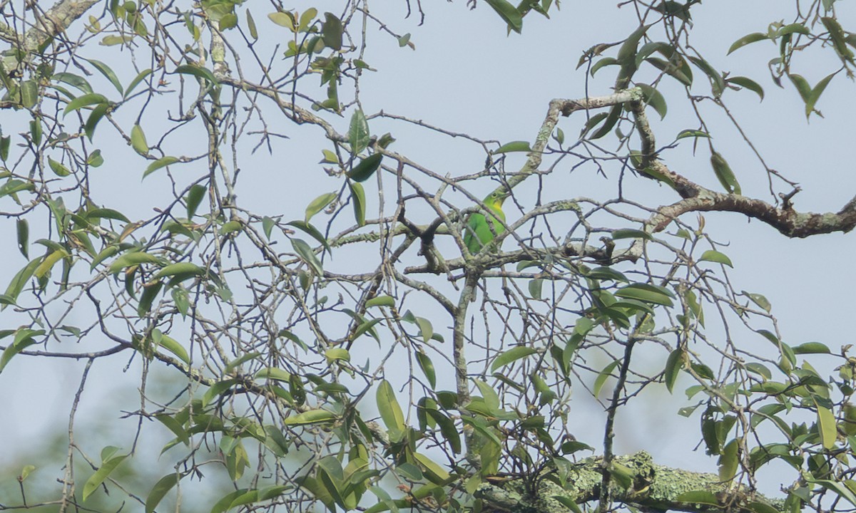 Greater Green Leafbird - ML646256063
