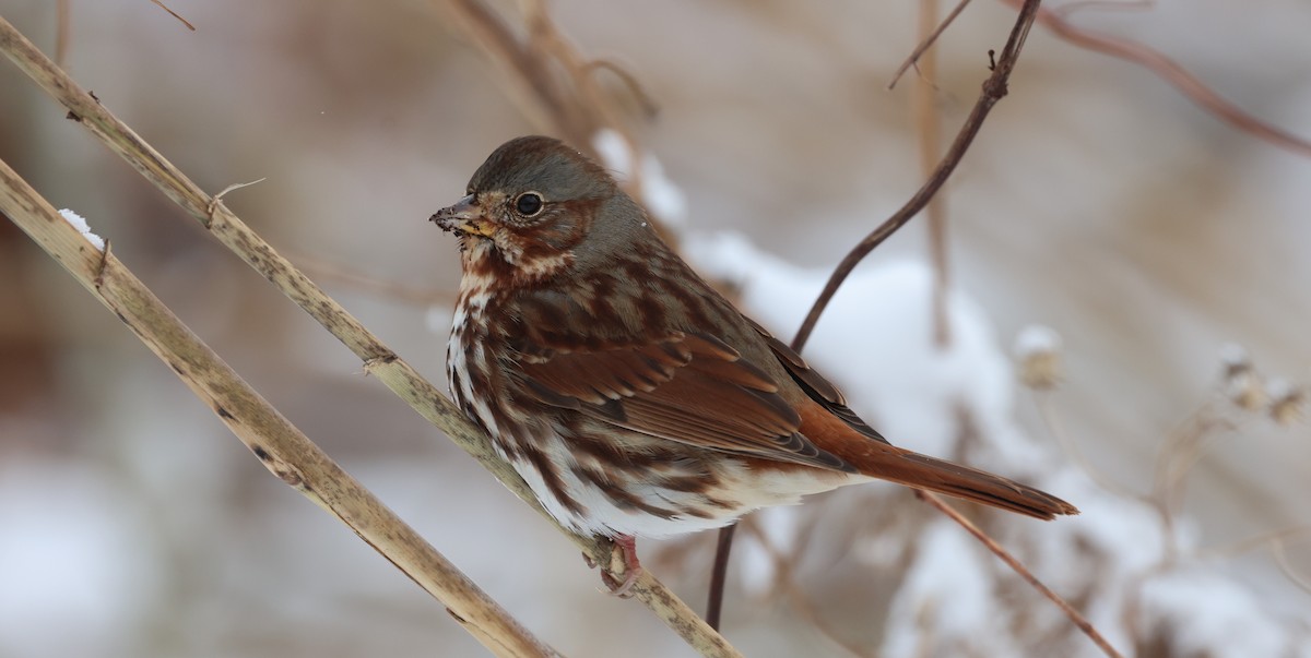 Fox Sparrow (Red) - ML646256069