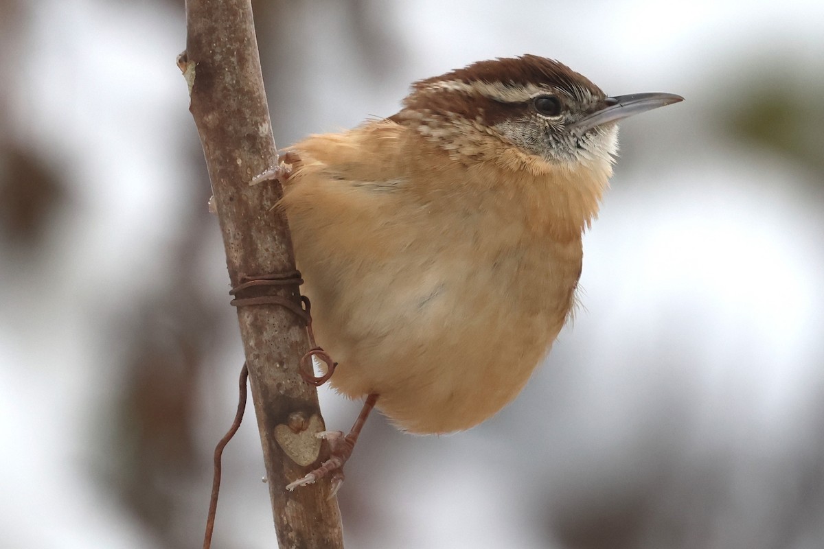 Carolina Wren - ML646256071