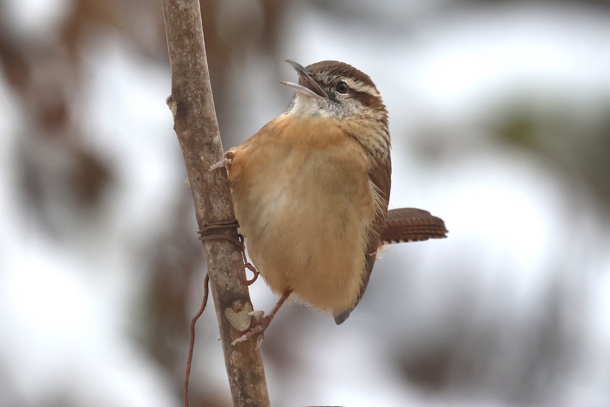 Carolina Wren - ML646256072