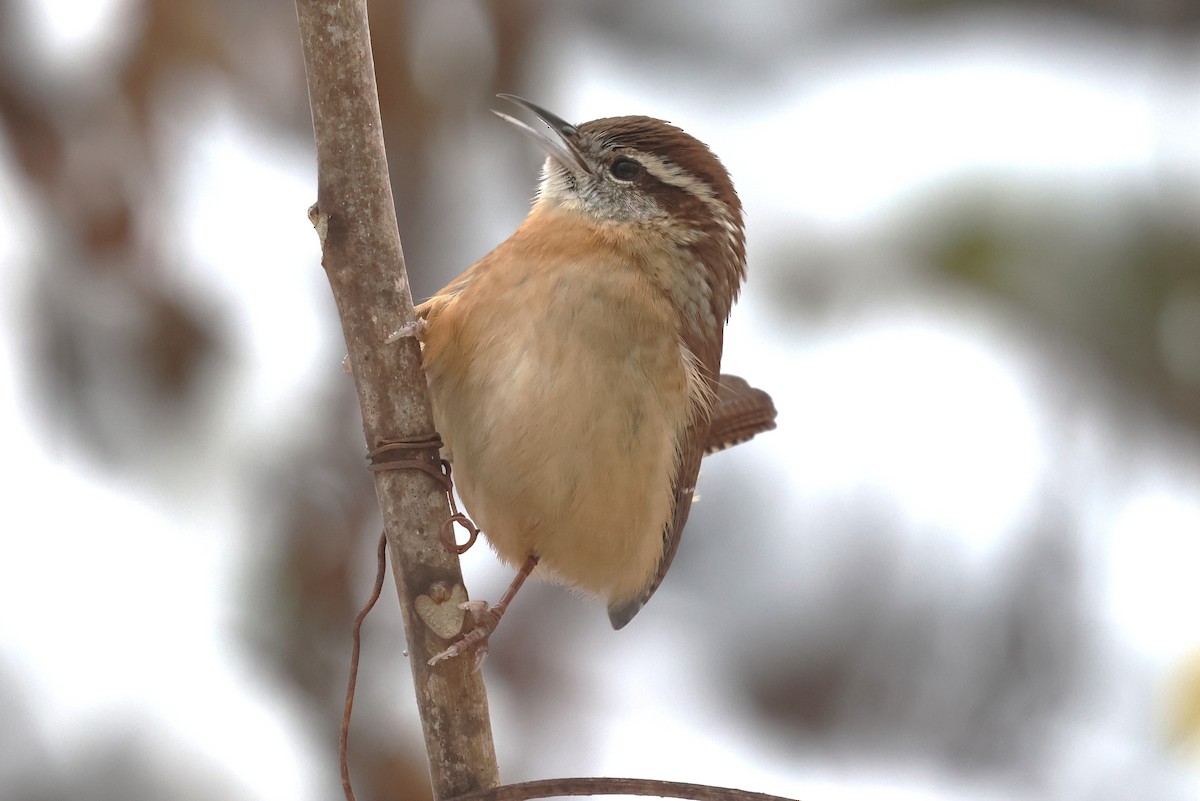 Carolina Wren - ML646256073