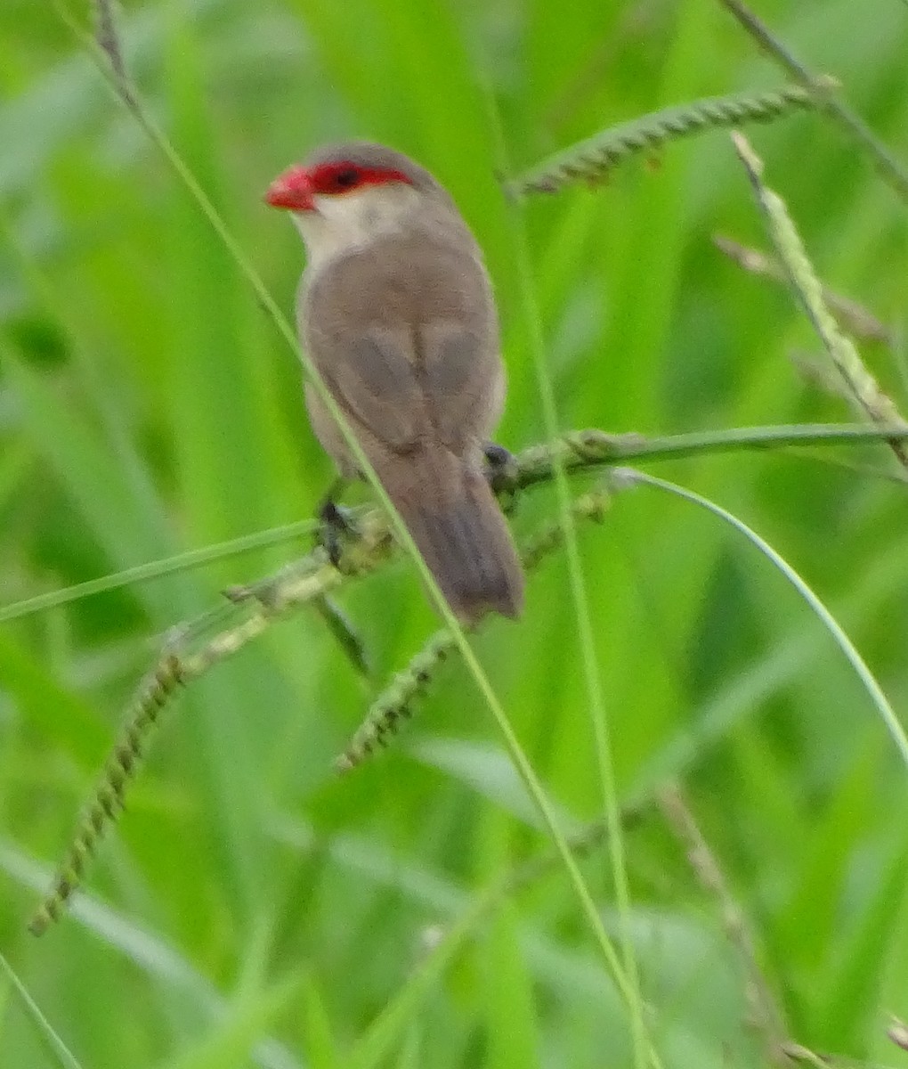 פרושית אדומת-משקפיים - ML646256075