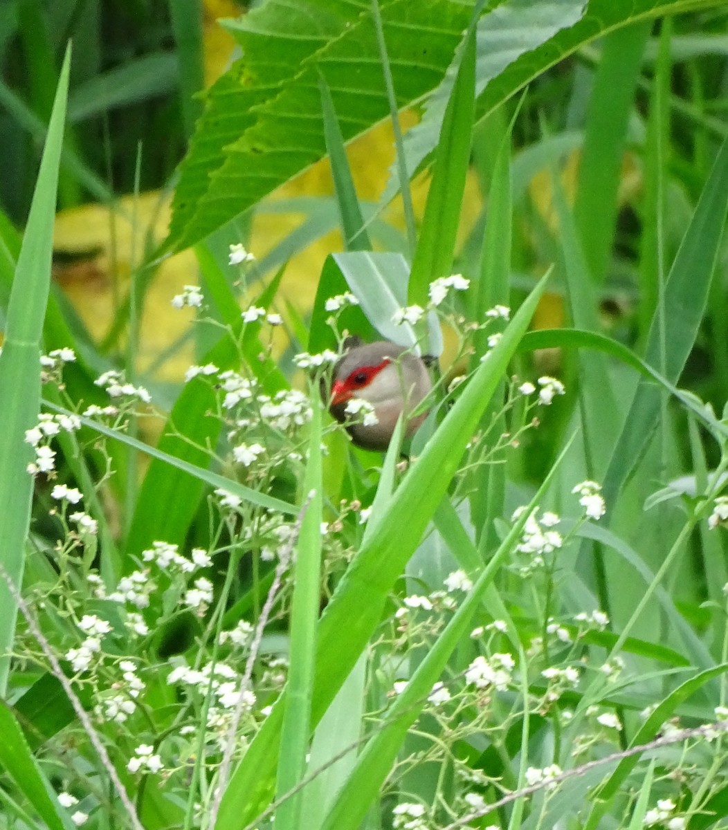 פרושית אדומת-משקפיים - ML646256076