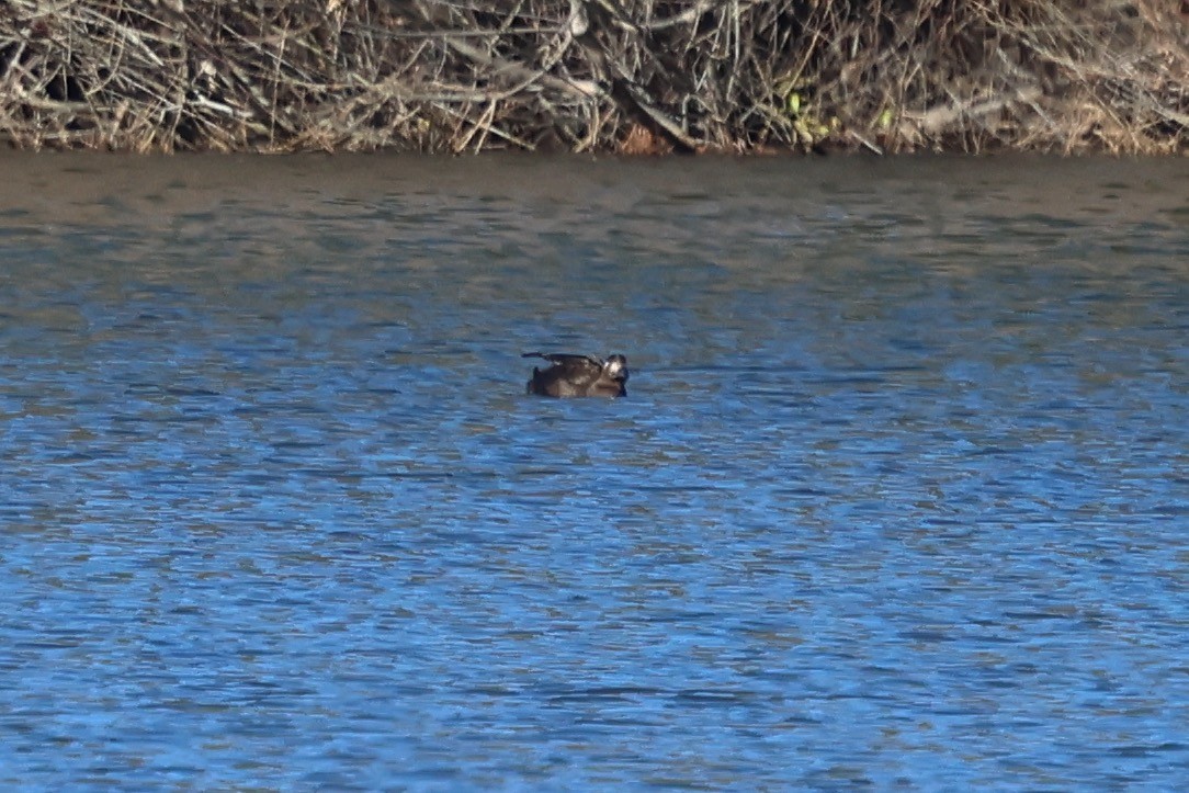 White-winged Scoter - ML646256092