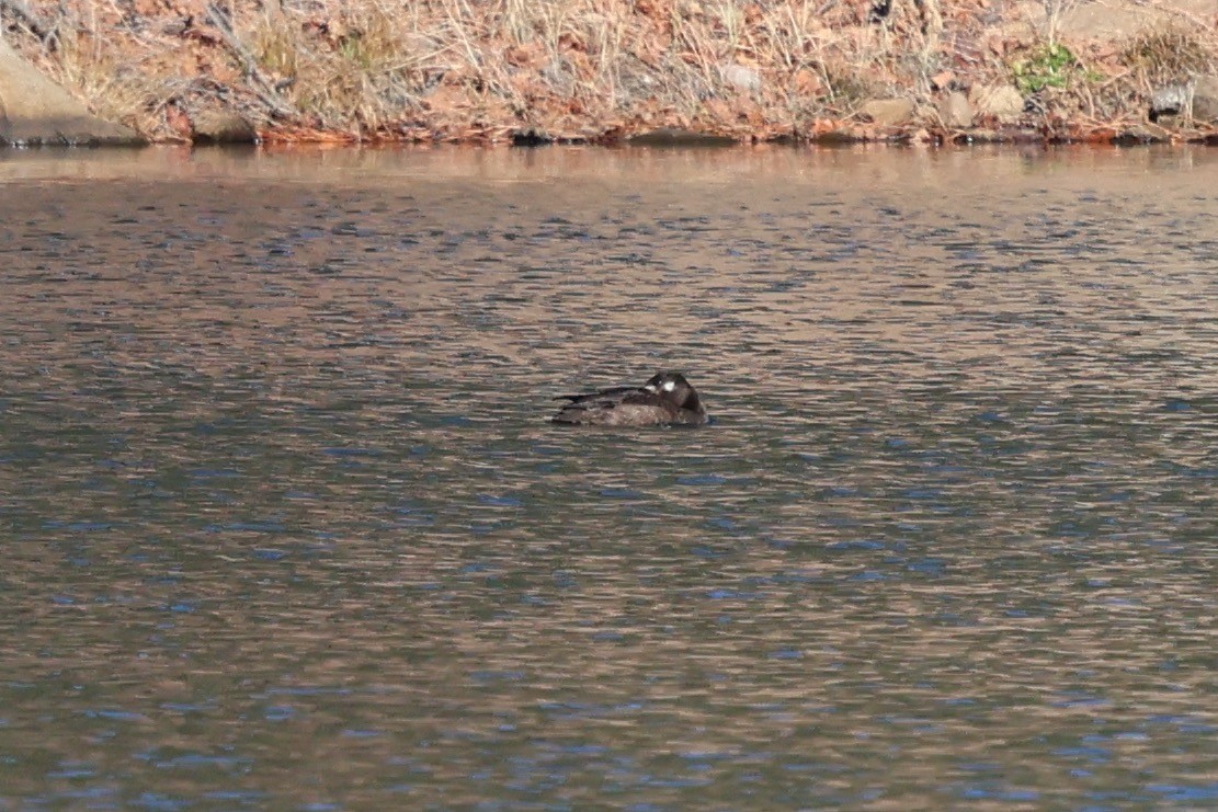 White-winged Scoter - ML646256093