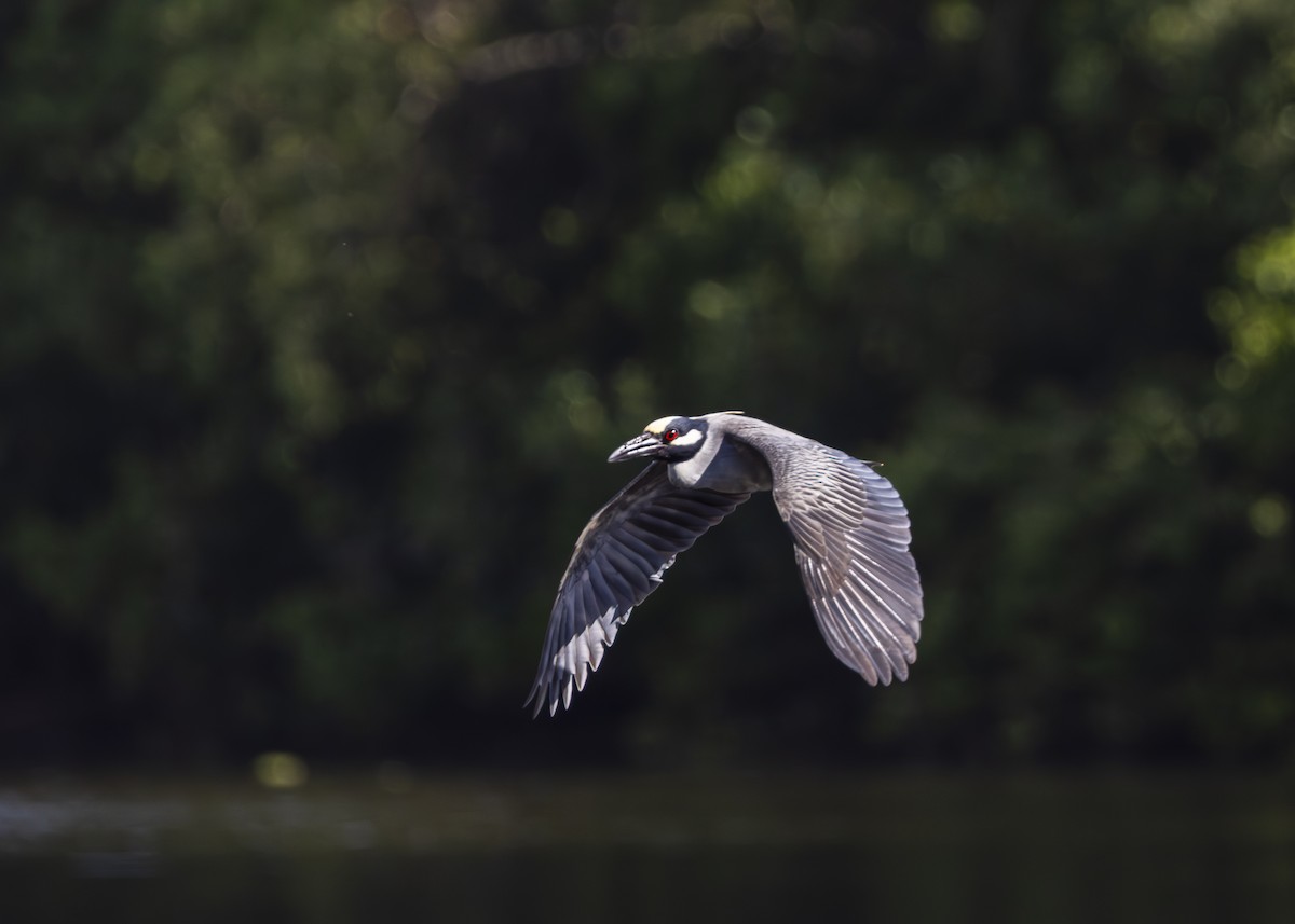 gulkronehegre - ML646256095