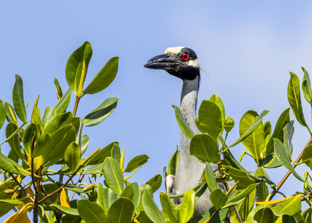 gulkronehegre - ML646256096