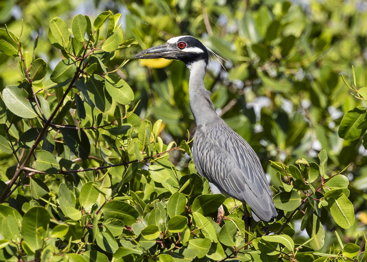 gulkronehegre - ML646256097