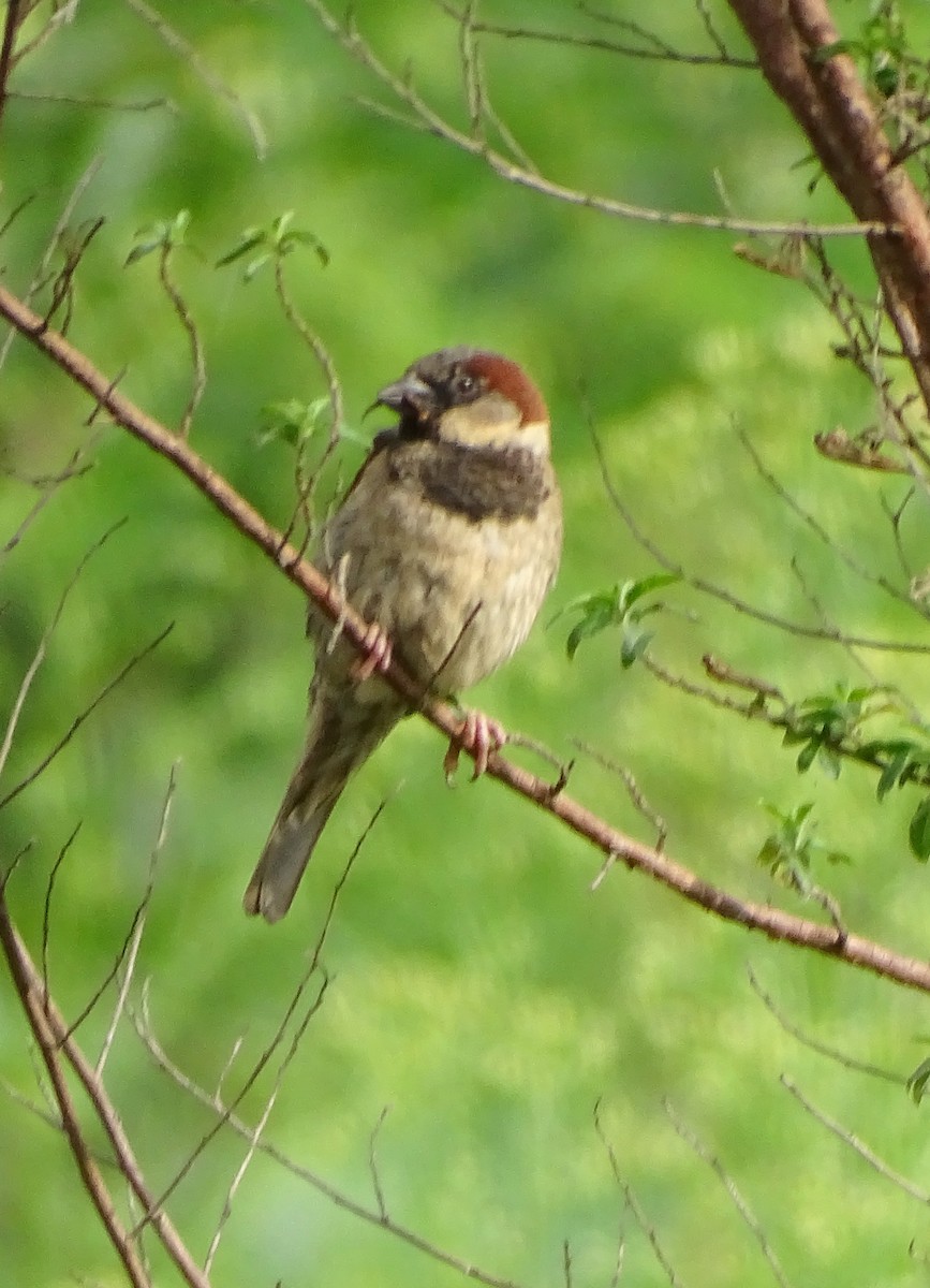 House Sparrow - ML646256098