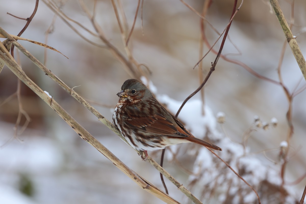 Fox Sparrow (Red) - ML646256103