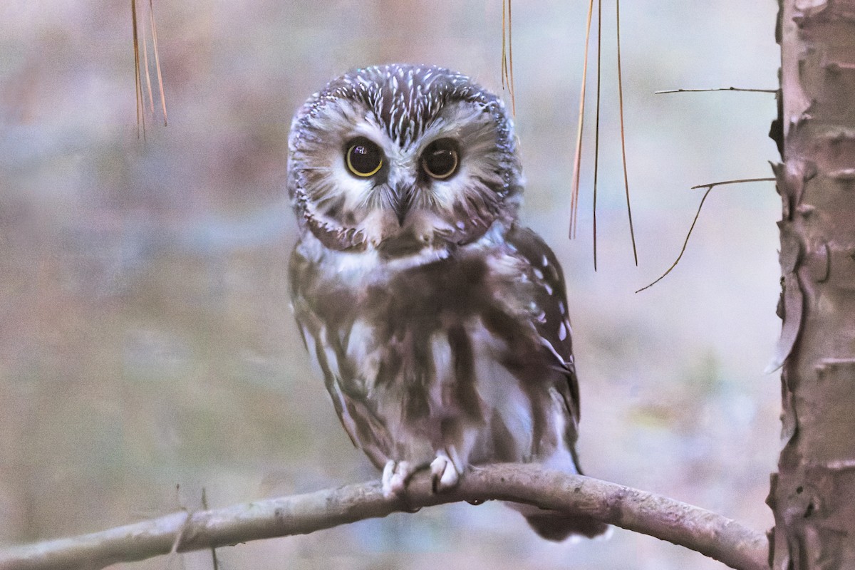 Northern Saw-whet Owl - ML646256105