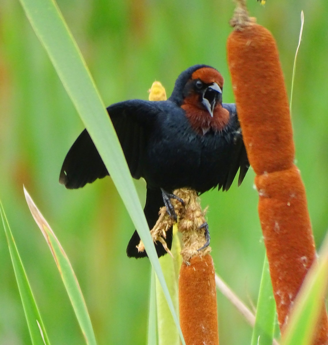 Chestnut-capped Blackbird - ML646256106