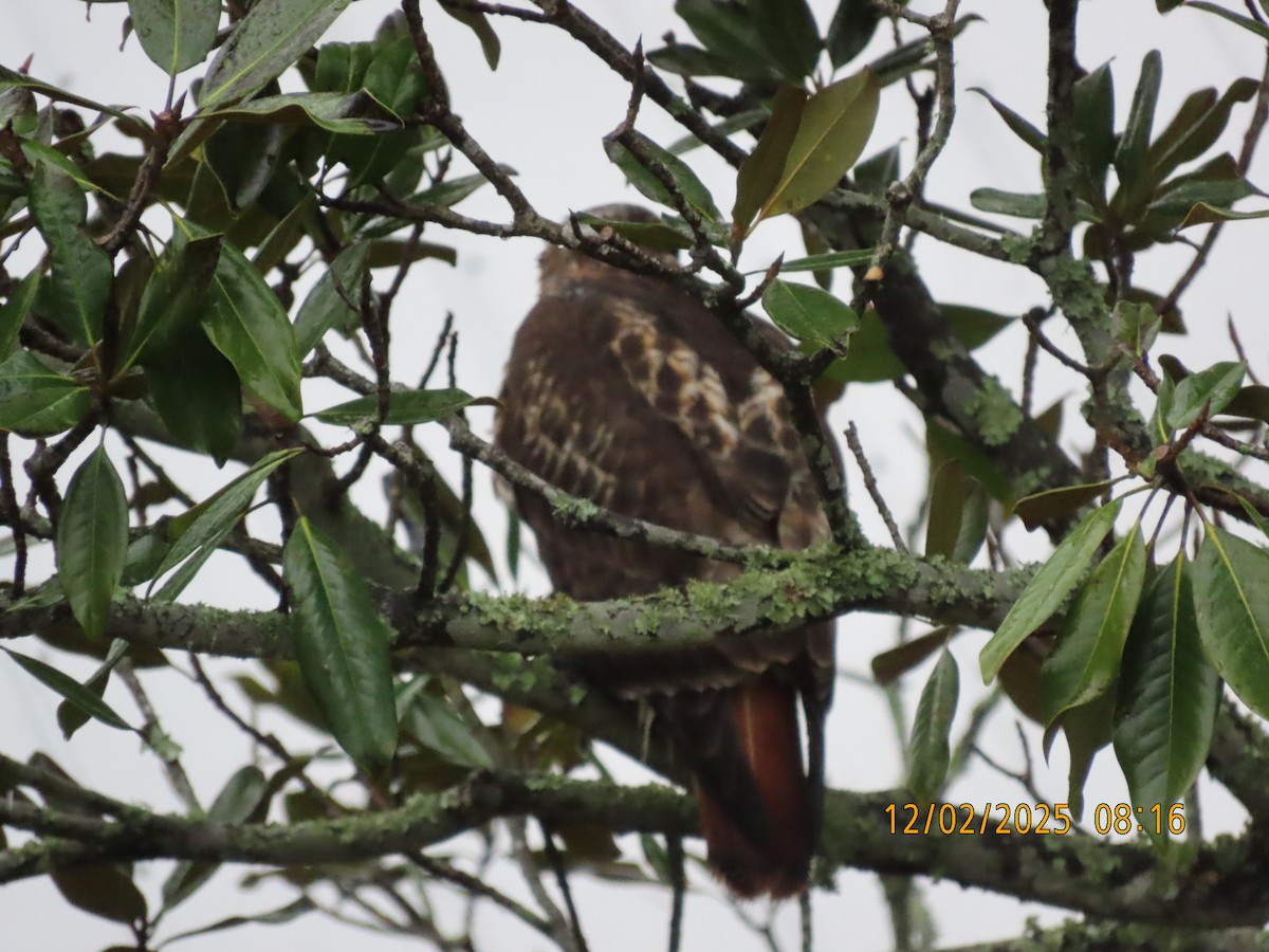 Red-tailed Hawk - ML646256112