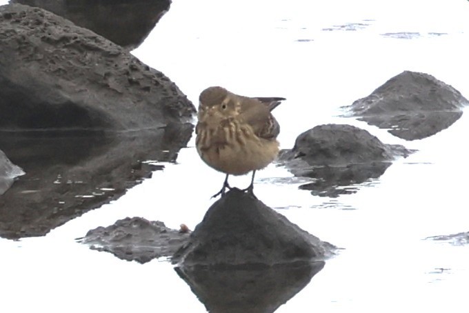 American Pipit - ML646256116