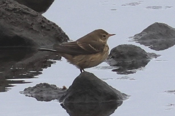 American Pipit - ML646256117