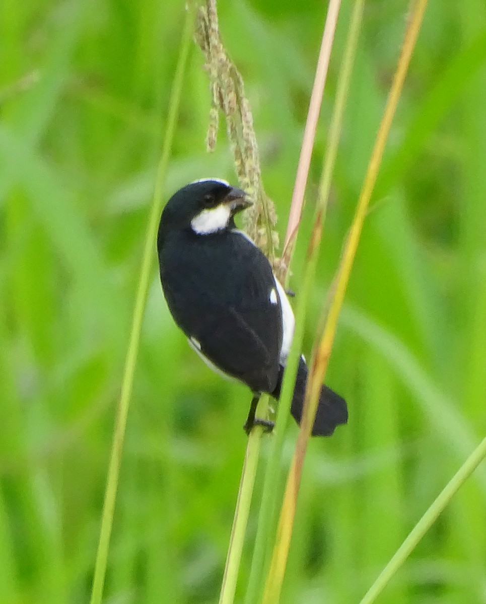 Lined Seedeater - ML646256121