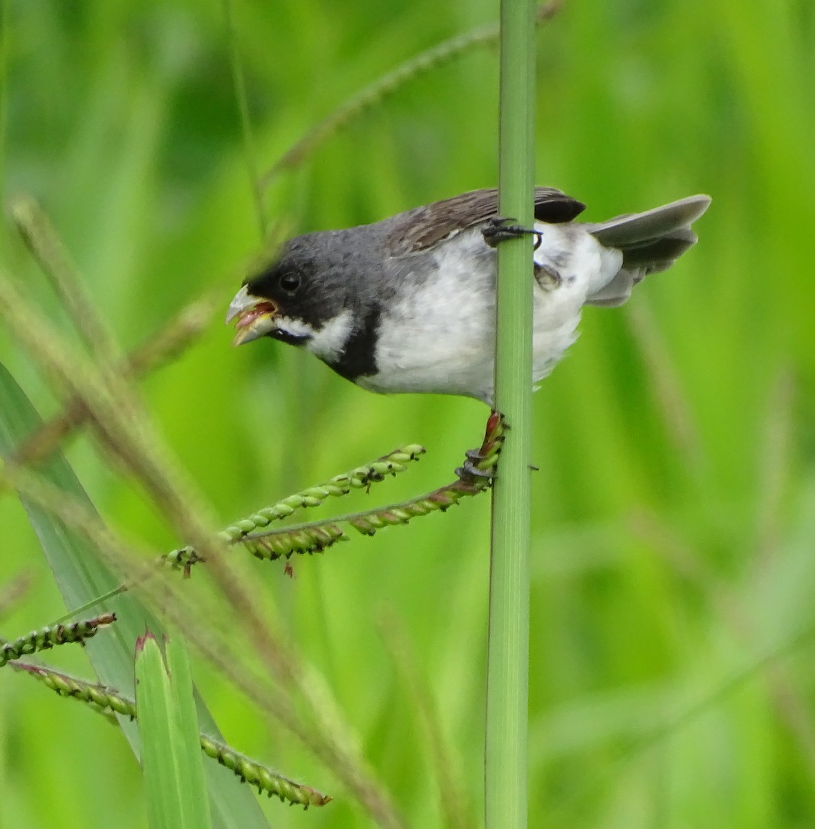 Double-collared Seedeater - ML646256130
