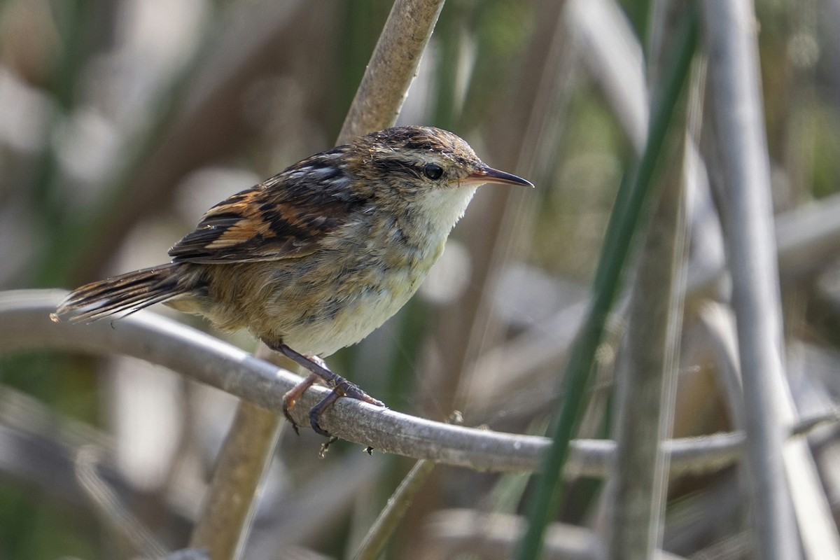 Junquero troglodyte - ML646256150