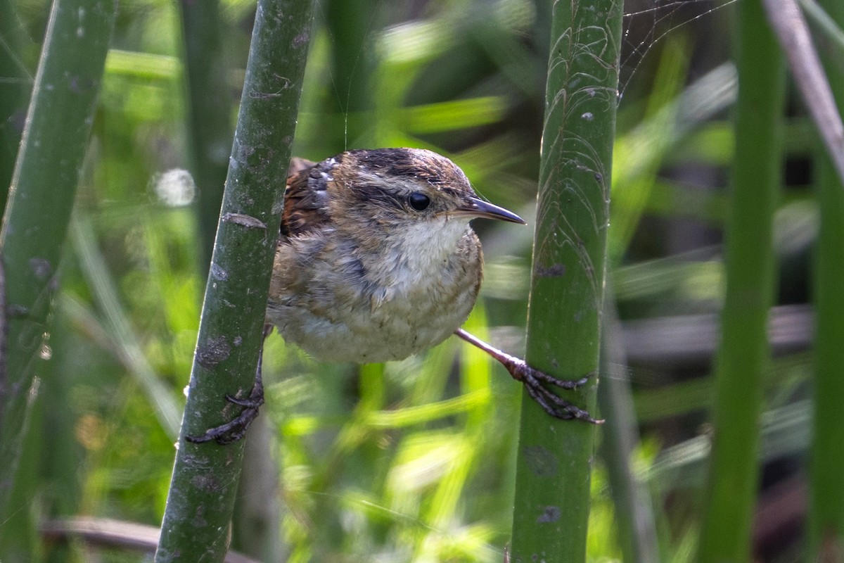 Junquero troglodyte - ML646256151
