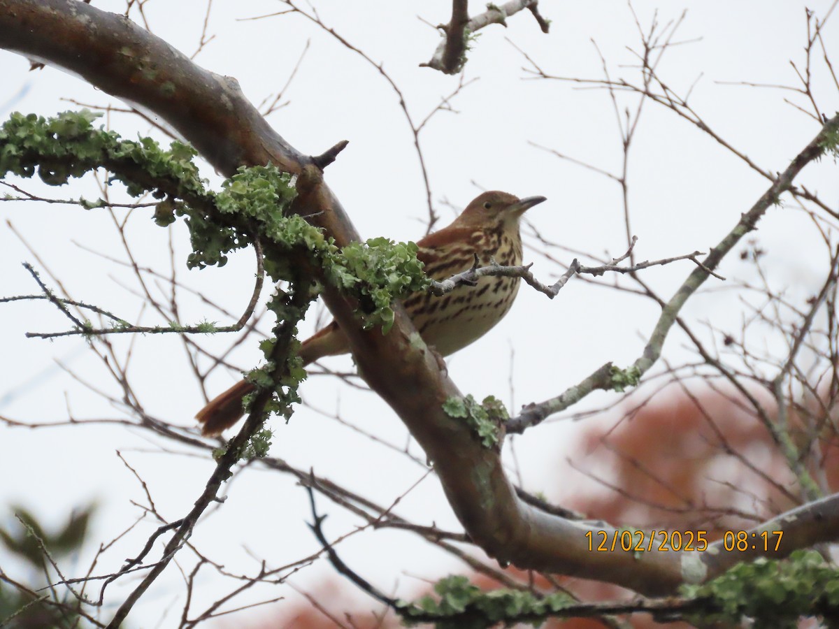 Brown Thrasher - ML646256156
