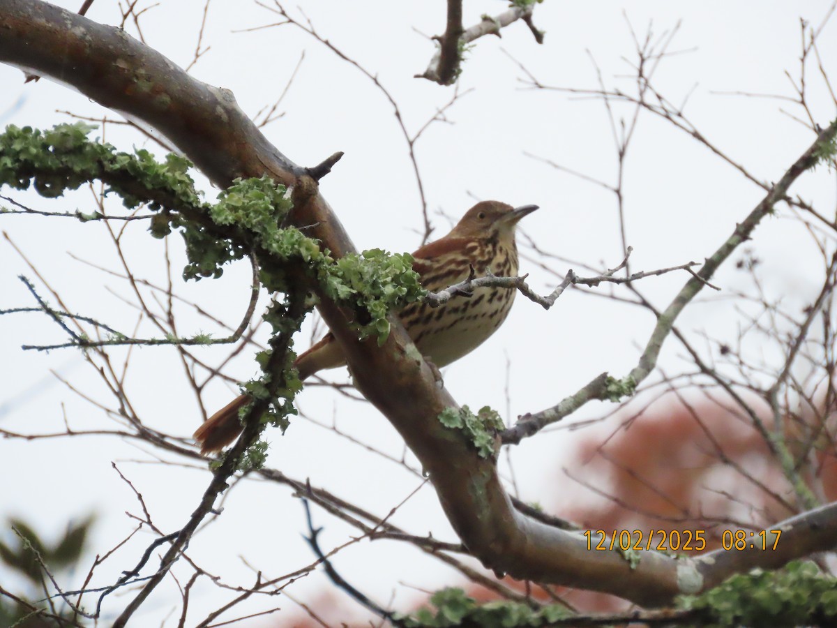 Brown Thrasher - ML646256157