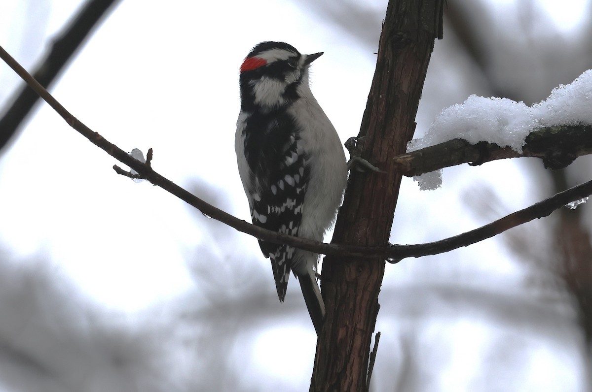 Downy Woodpecker - ML646256160
