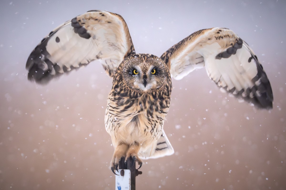 Short-eared Owl - ML646256162