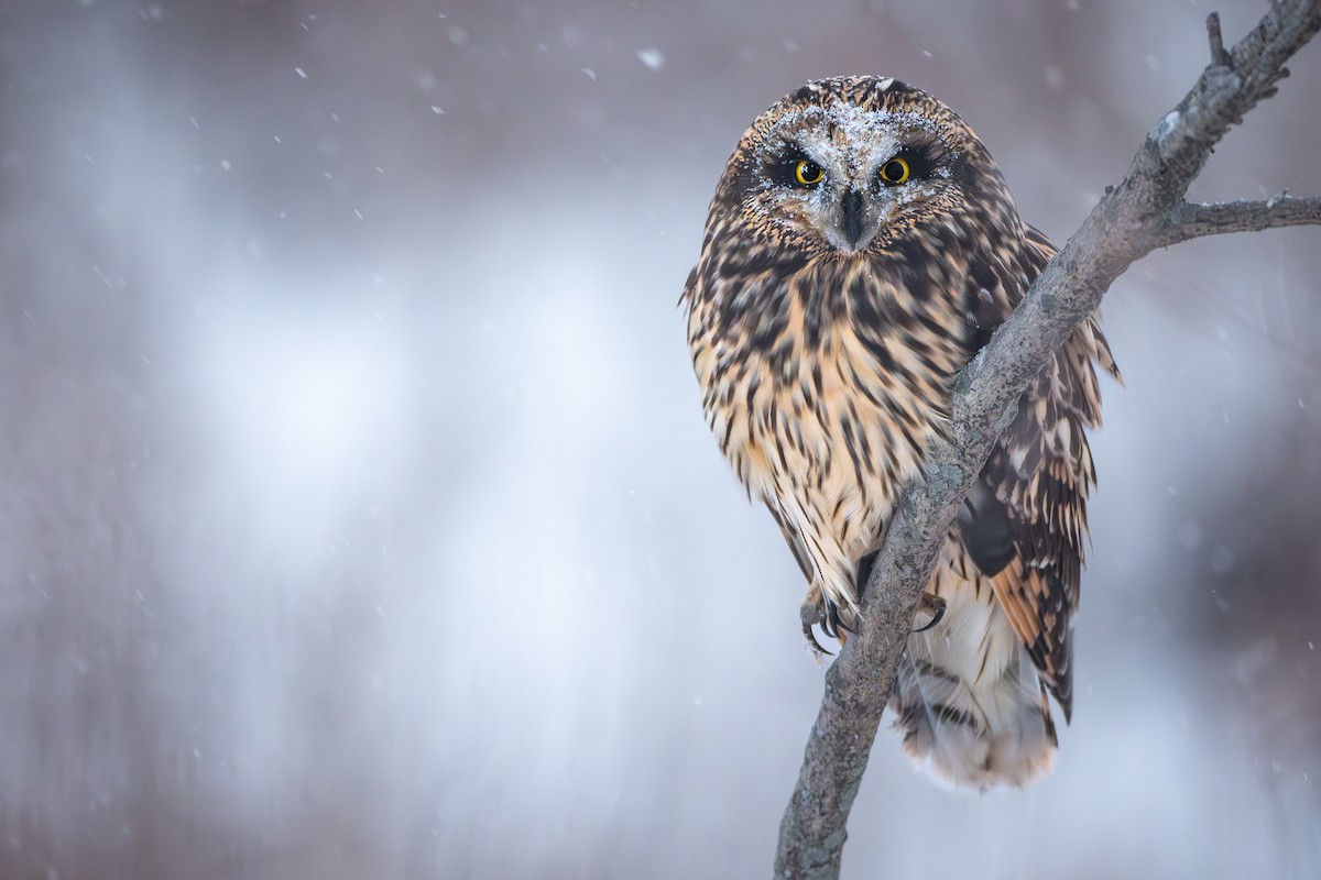 Short-eared Owl - ML646256163