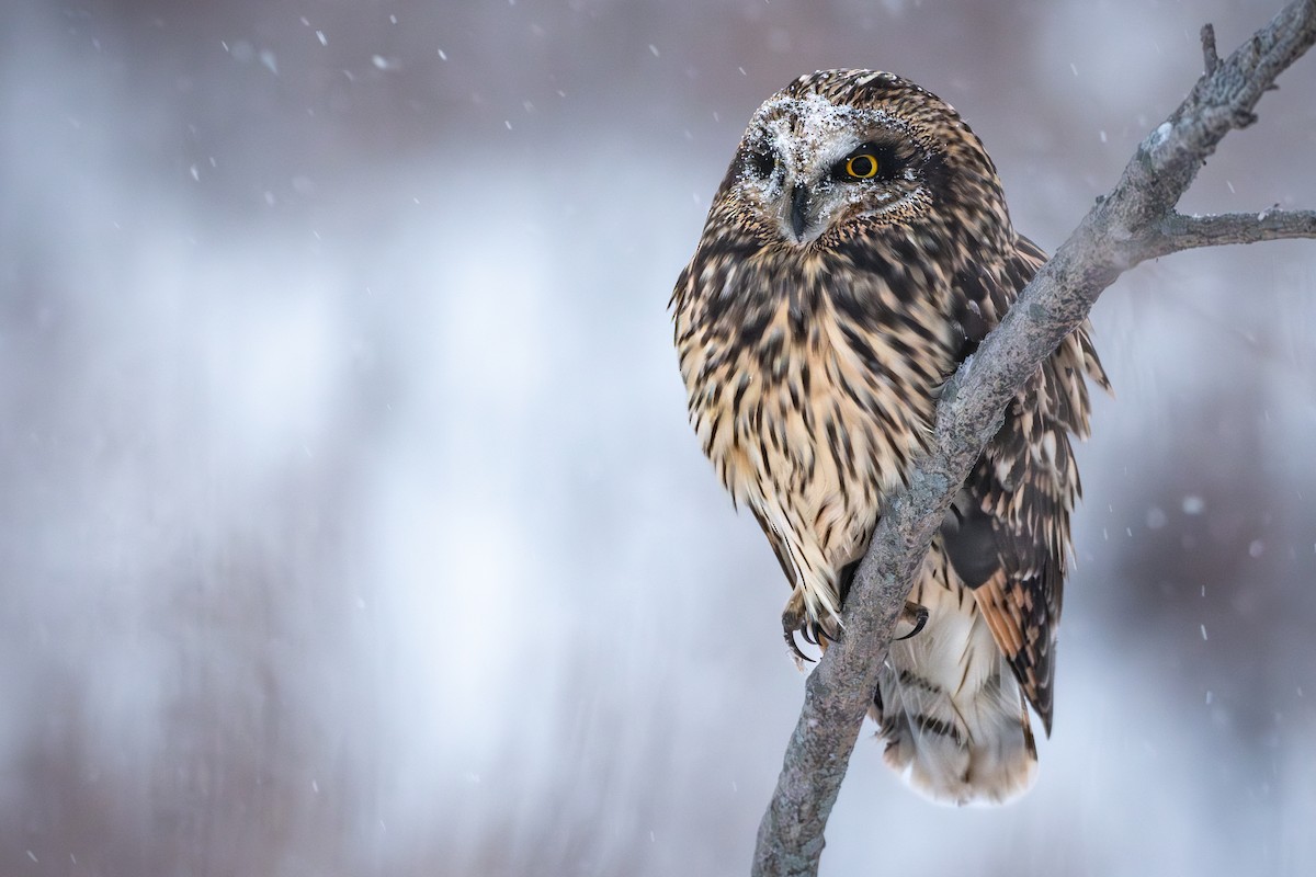 Short-eared Owl - ML646256164