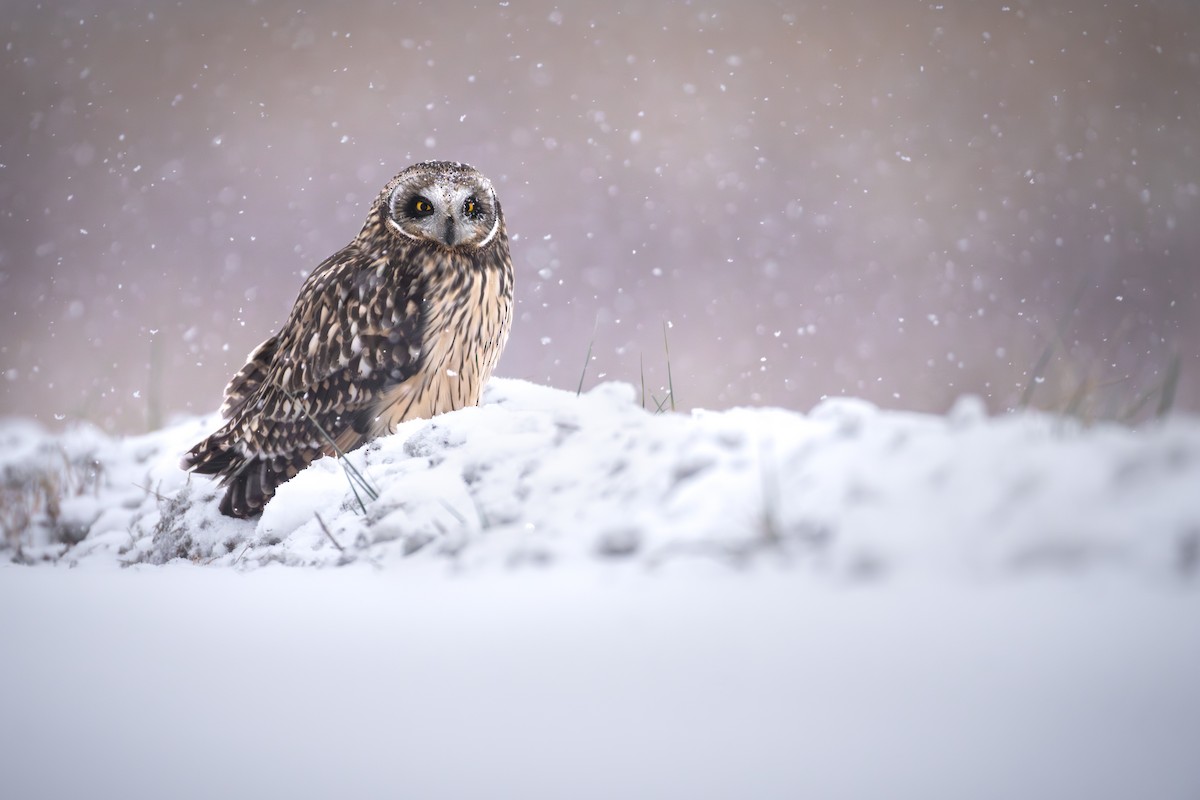 Short-eared Owl - ML646256165