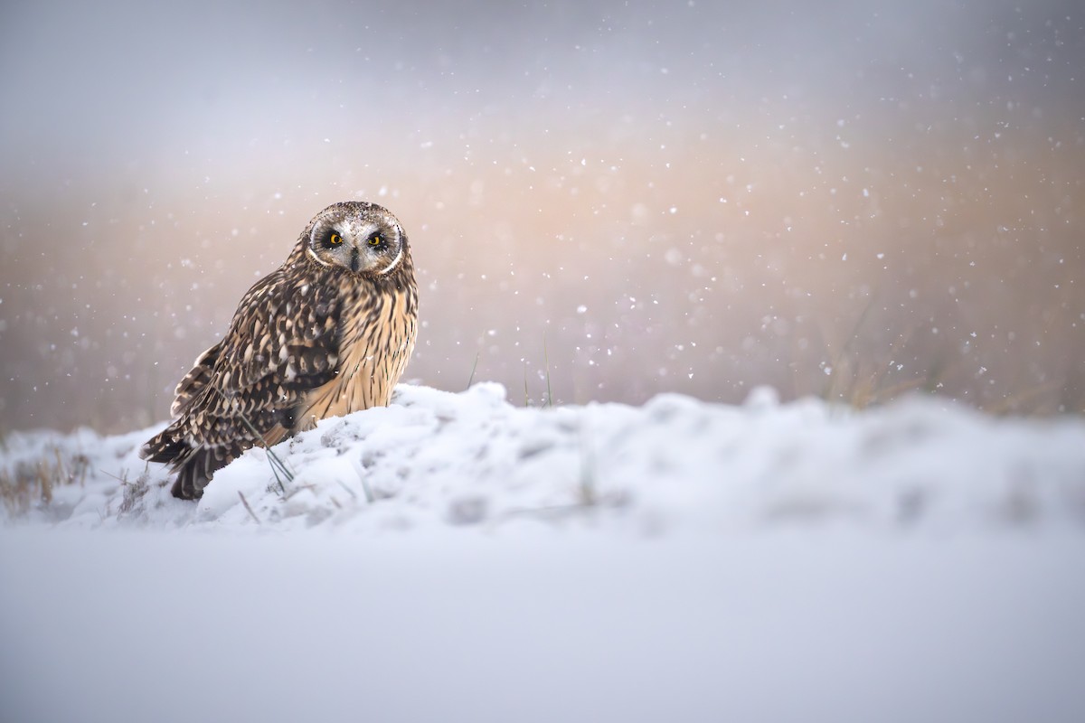 Short-eared Owl - ML646256168