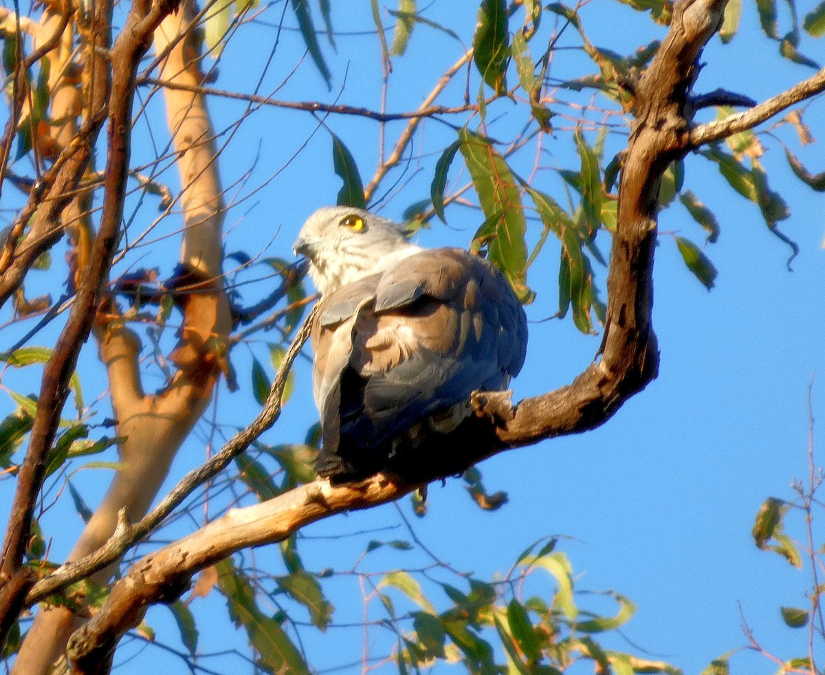 Pacific Baza - ML646256183