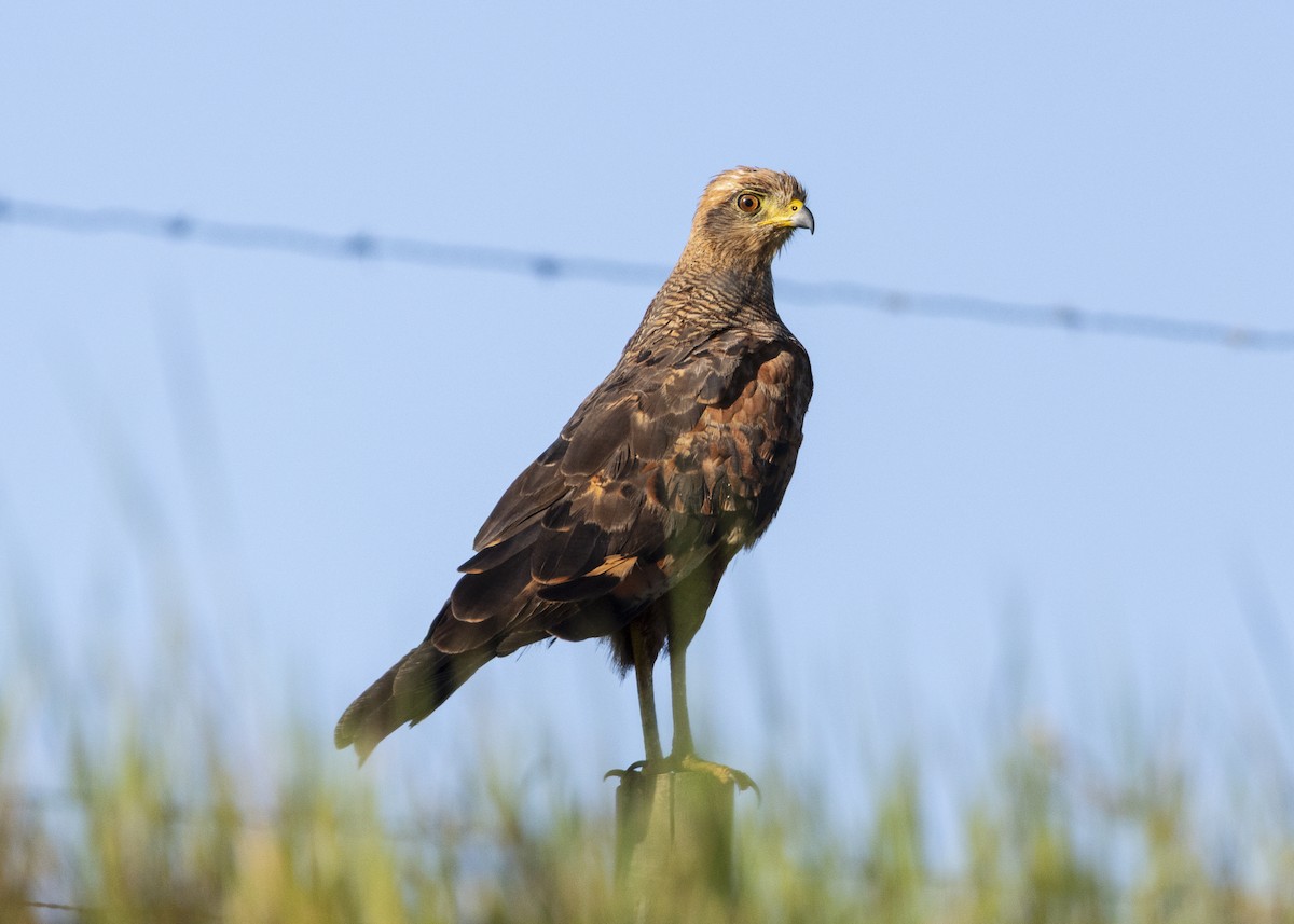 Savanna Hawk - ML646256187