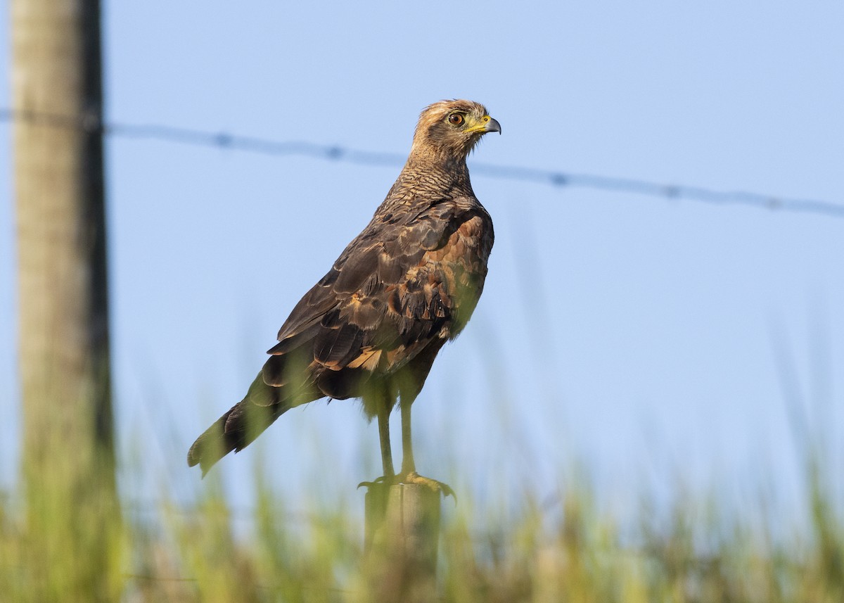 Savanna Hawk - ML646256188