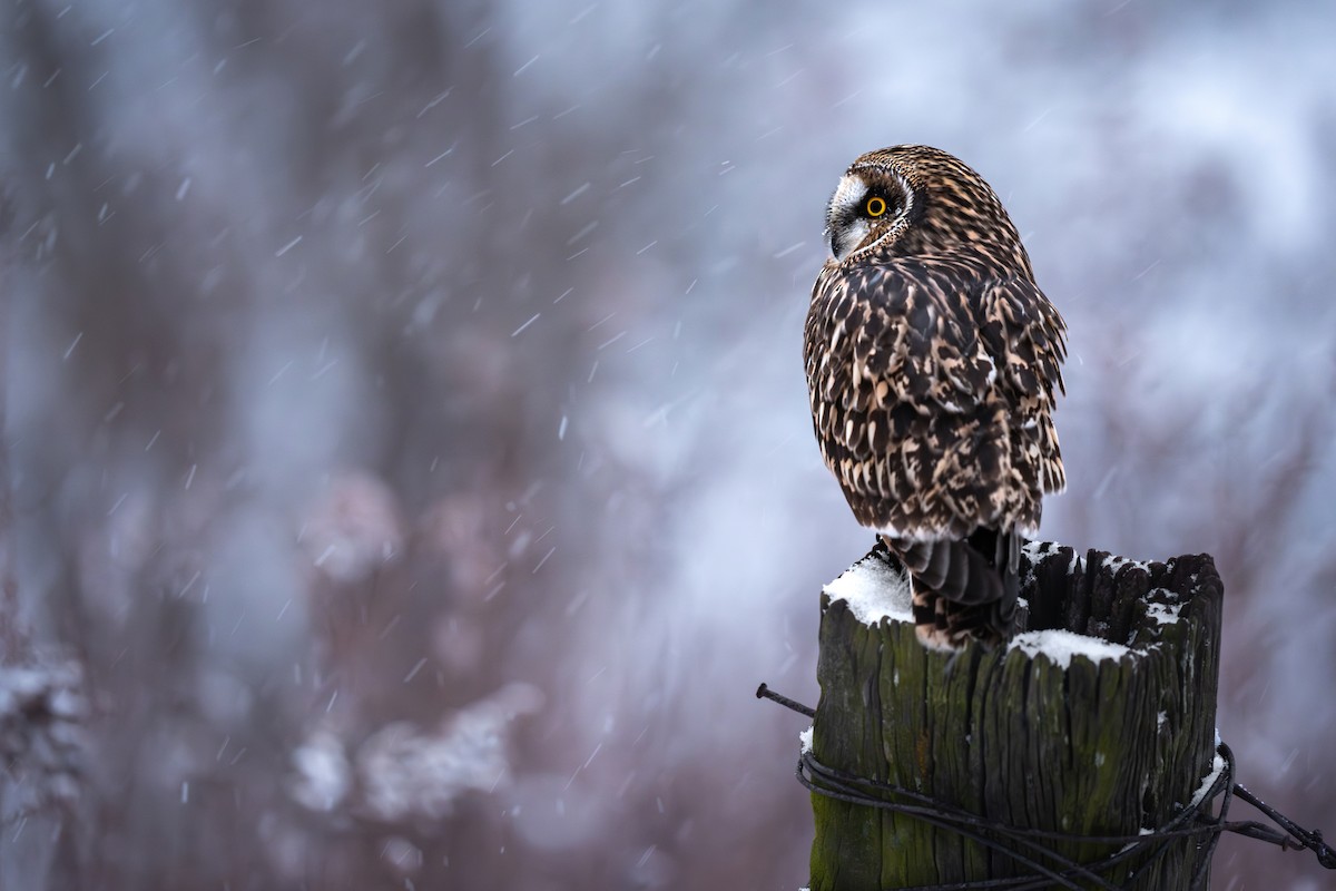 Short-eared Owl - ML646256203