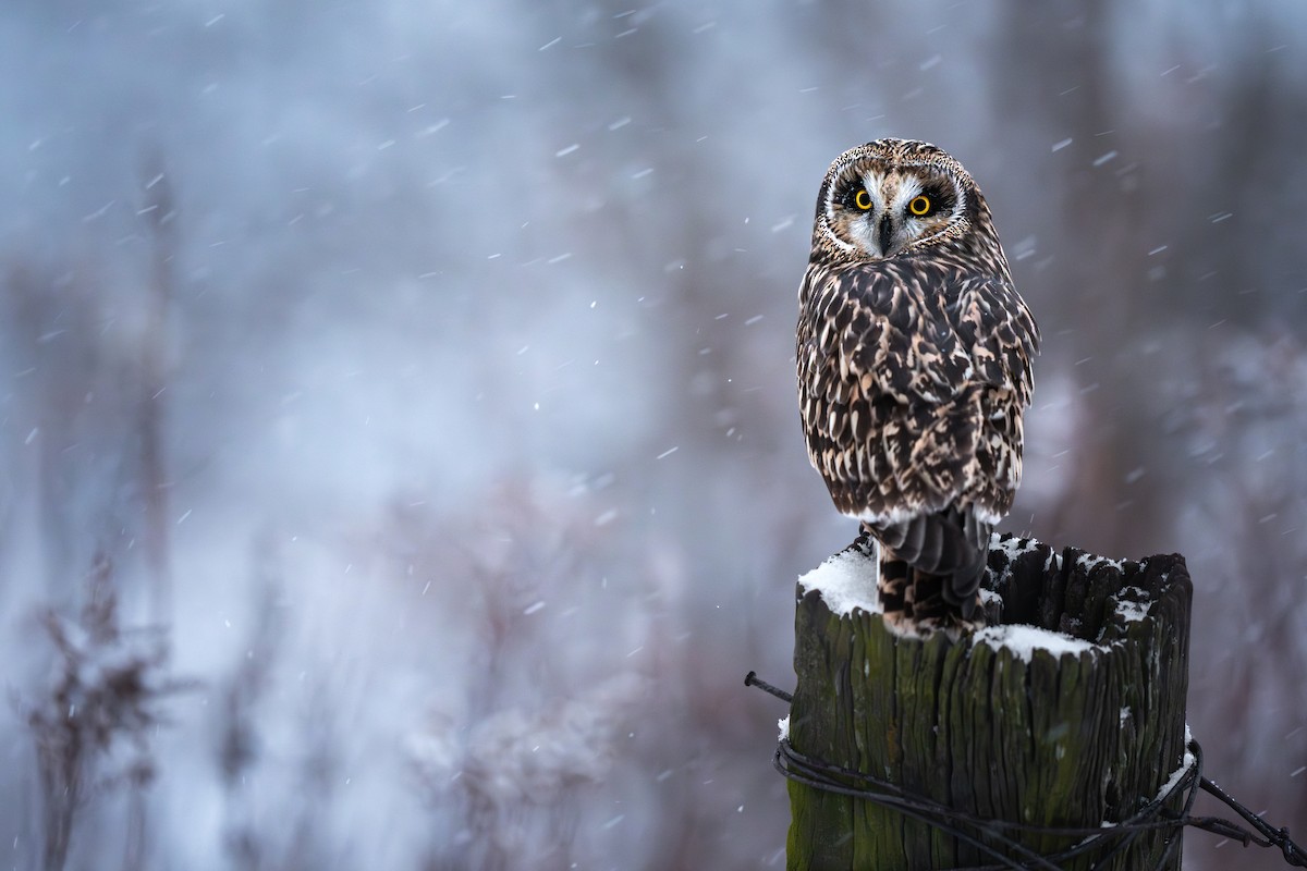 Short-eared Owl - ML646256204