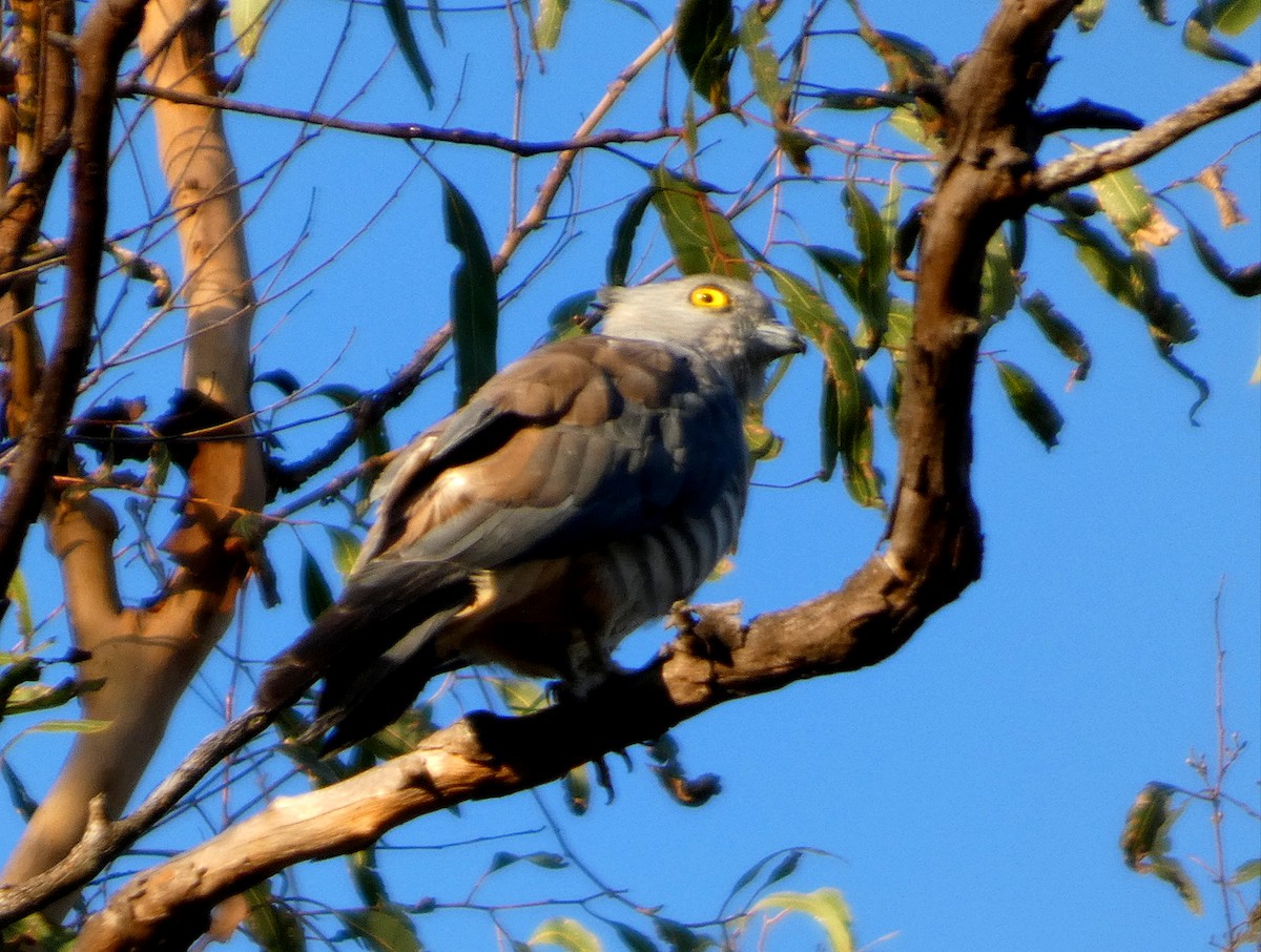 Pacific Baza - ML646256206