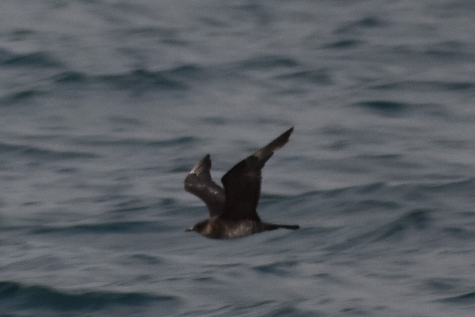 Pomarine Jaeger - ML646256228