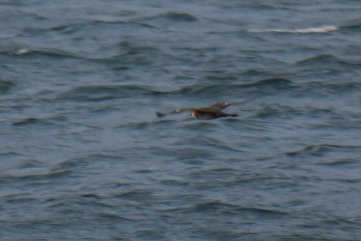 Pomarine Jaeger - ML646256229