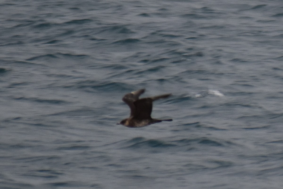 Pomarine Jaeger - ML646256230