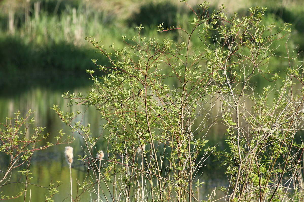 Common Yellowthroat - ML646256231
