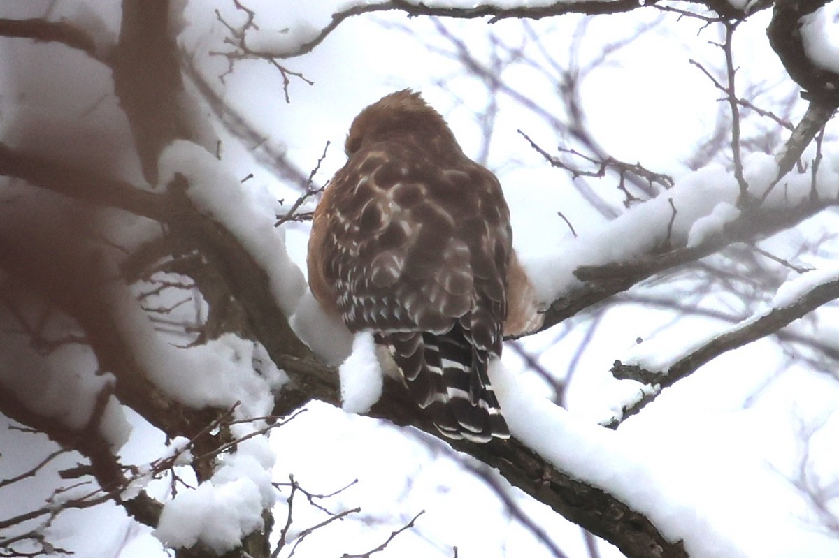 Red-shouldered Hawk - ML646256233
