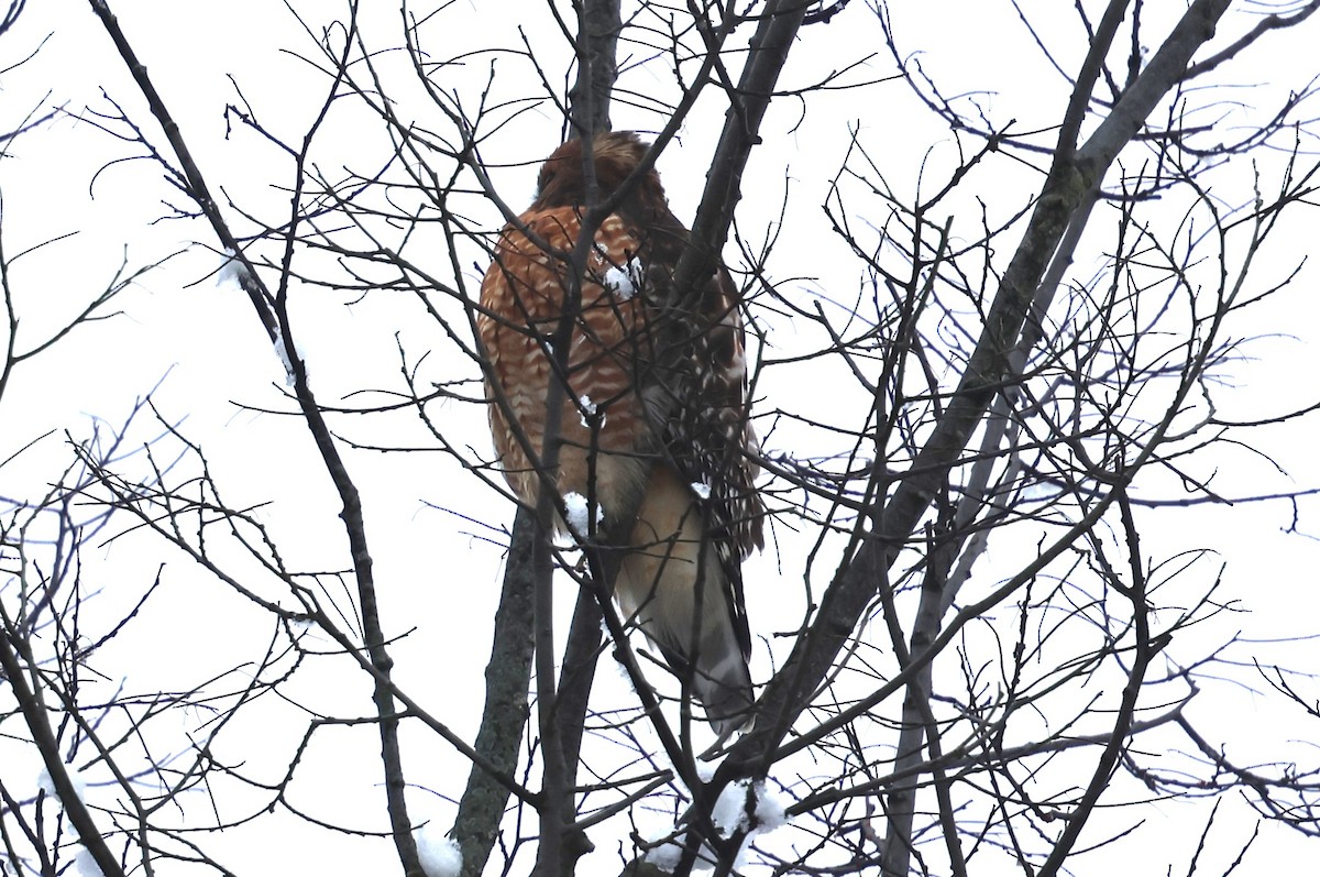 Red-shouldered Hawk - ML646256234