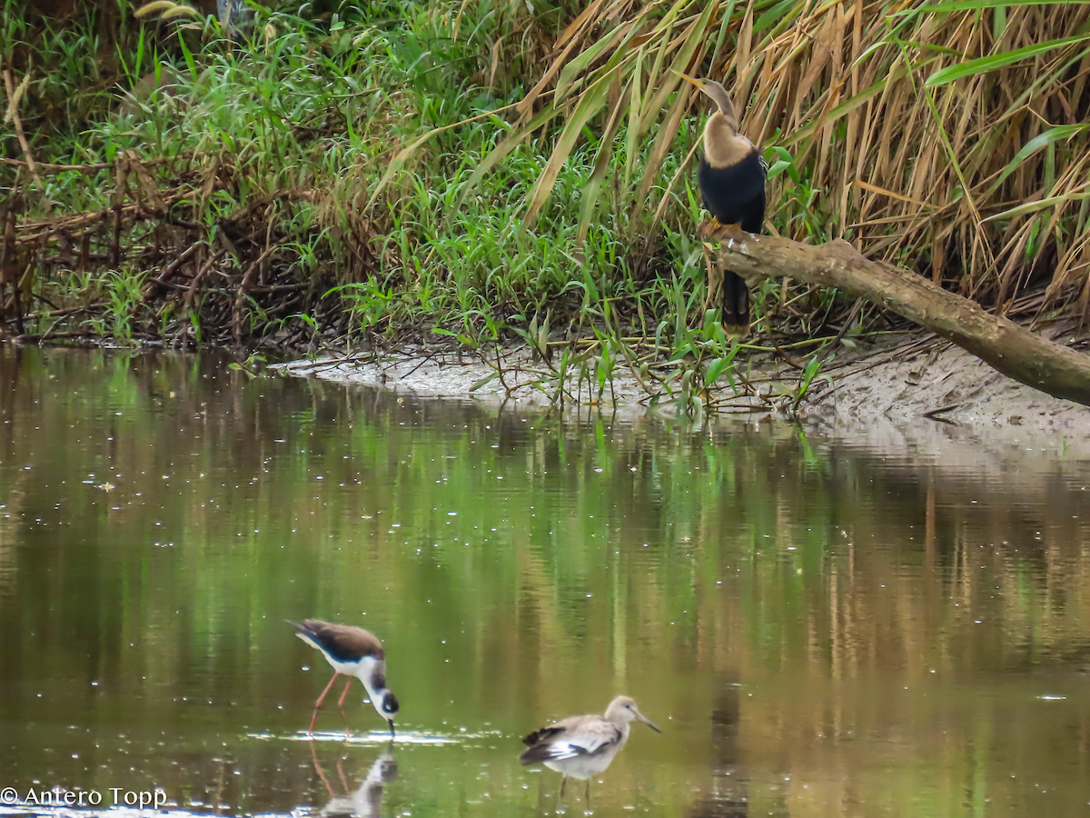 Anhinga - ML646256238