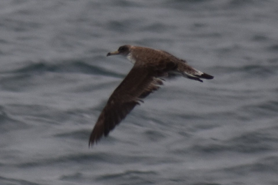 Scopoli's Shearwater - ML646256239
