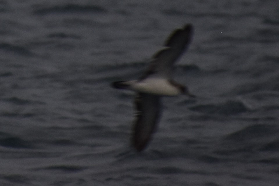 Scopoli's Shearwater - ML646256240