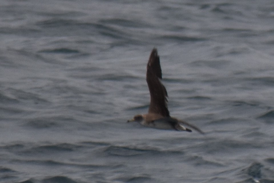 Scopoli's Shearwater - ML646256241