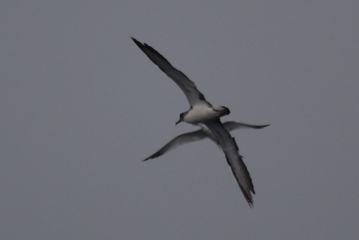 Scopoli's Shearwater - ML646256242