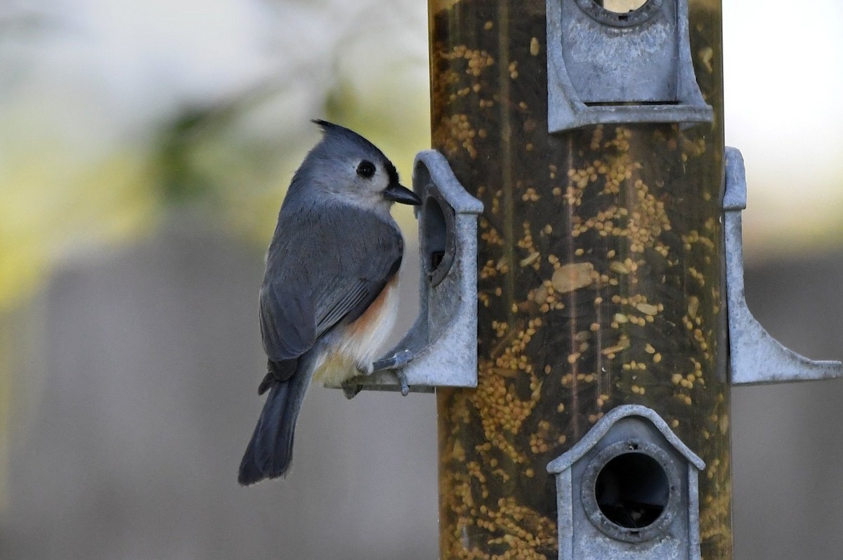 Grauhäubchenmeise - ML646256243